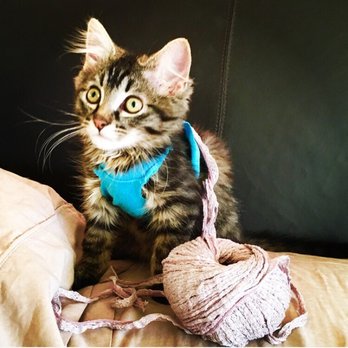Joybound - Animal Shelters Near Me - Walnut Creek, California