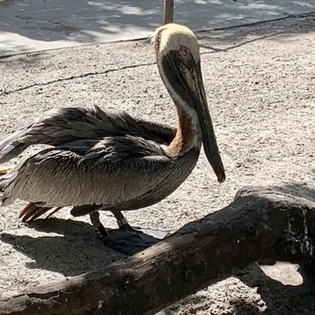 Flamingo Gardens - Pelican in the aviary - Botanical Gardens Near Me - Davie, Florida Flamingo Gardens - Pelican in the aviary - Botanical Gardens Near Me - Davie, Florida