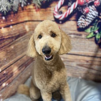 Emy Lou's Dog Grooming - Pet Groomers Near Me Emy Lou's Dog Grooming - Pet Groomers Near Me