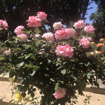 Osage Station Park - Rose garden - Parks Near Me - Danville, California Osage Station Park - Rose garden - Parks Near Me - Danville, California