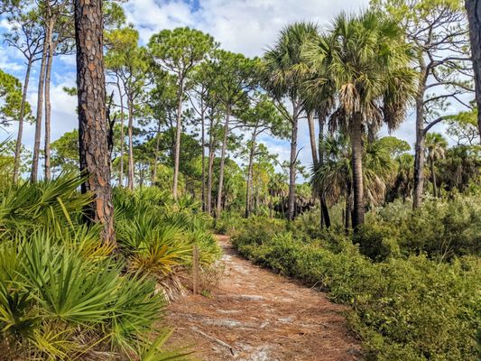 Caladesi Island State Park by null