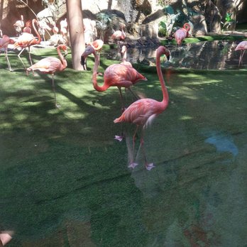 Sac Zoo - Flamingos - Zoos Near Me - Sacramento, California Sac Zoo - Flamingos - Zoos Near Me - Sacramento, California