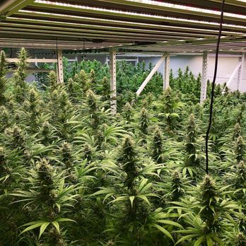 CBDHOUSE - Cannabis Clinics Near Me - Bloomington, Minnesota
