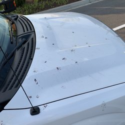Executive Travel & Parking - Bird droppings on hood