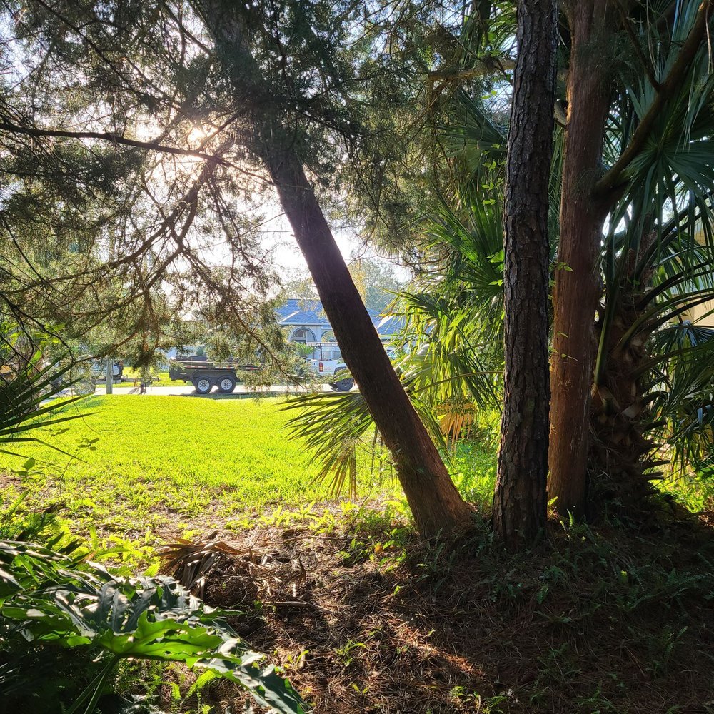 Southern Cuts Tree Service - Tree Services Near Me Southern Cuts Tree Service - Tree Services Near Me