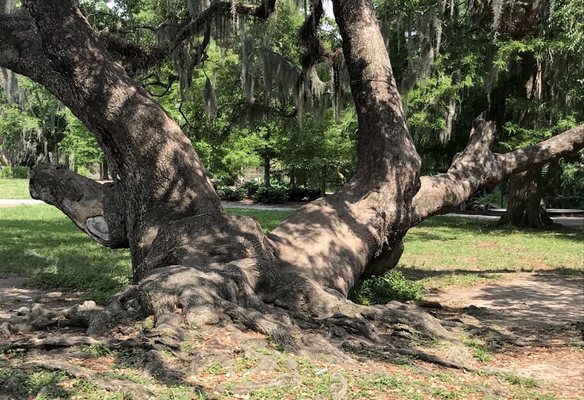 City Park Topiary by null