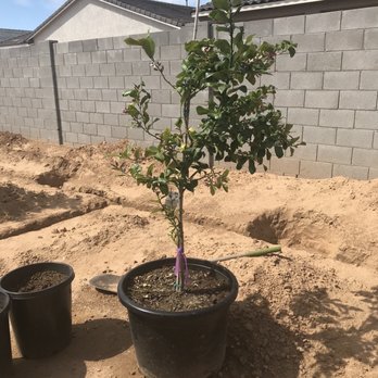 Marbil Nursery Creations - Lisbon Lemon - Nurseries & Gardening Near Me - Litchfield Park, Arizona