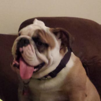 Mythic Bulldogs - Reagan at 10 months - Pet Breeders Near Me Mythic Bulldogs - Reagan at 10 months - Pet Breeders Near Me