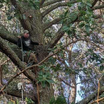 Cal Line Tree Care - Tree Services Near Me Cal Line Tree Care - Tree Services Near Me