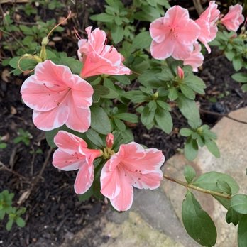 BlissWood Bed and Breakfast Ranch - Garden flowers - Bed & Breakfast Near Me - Cat Spring, Texas