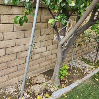Alfonsos Tree Service - After Alonso's tree repair - Tree Services Near Me - Chino, California Alfonsos Tree Service - After Alonso's tree repair - Tree Services Near Me - Chino, California