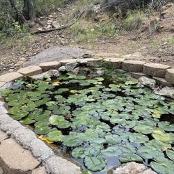 Beatty's Miller Canyon Guest Ranch and Orchard - The lily pond by the cabins