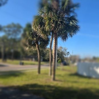 Friendly Touch Tree Service - These grown palms are the bane of my existence. - Tree Services Near Me Friendly Touch Tree Service - These grown palms are the bane of my existence. - Tree Services Near Me