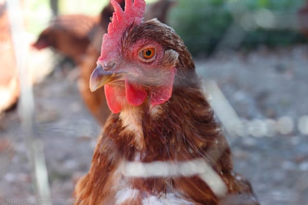 Wilklow Orchards by null