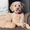 K-9 to Five gift card