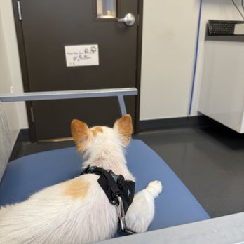 Dermatology Center for Animals - Inside the clinic room with our little Wyatt patiently waiting on Dr. Mel. - Veterinarians Near Me - Seattle, Washington Dermatology Center for Animals - Inside the clinic room with our little Wyatt patiently waiting on Dr. Mel. - Veterinarians Near Me - Seattle, Washington