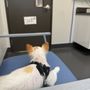 Dermatology Center for Animals