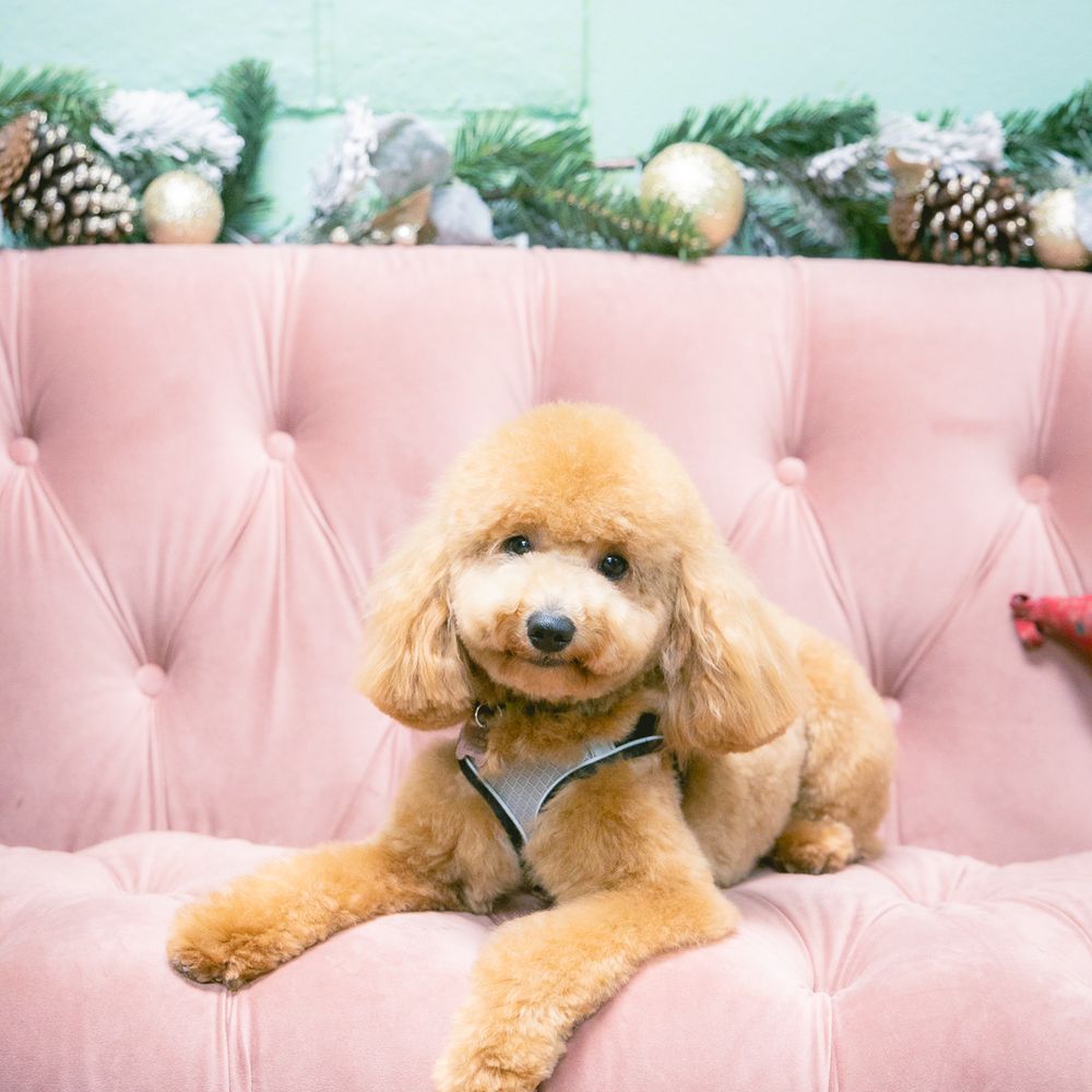 TOP 10 BEST Puppy Grooming in Fremont, CA - Updated 2025 - Yelp