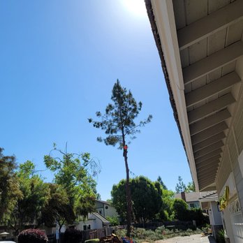 Henry's Tree Service - Tree Services Near Me - Fallbrook, California Henry's Tree Service - Tree Services Near Me - Fallbrook, California