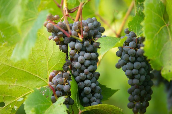 7 Vines Vineyard and Winery by null