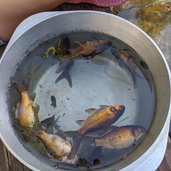 Sea Escapes - Murdered fish - Aquarium Services Near Me - South Elgin, Illinois