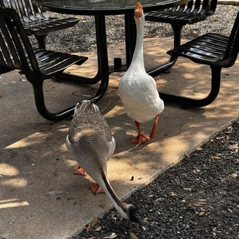 Arboretum Duck Pond - Parks Near Me - Austin, Texas Arboretum Duck Pond - Parks Near Me - Austin, Texas