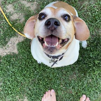 Barkwatch Pet Care - Some of our pup clients! - Pet Boarding Near Me Barkwatch Pet Care - Some of our pup clients! - Pet Boarding Near Me