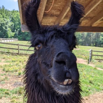 Divine Llama Vineyard - You have to visit the llamas. - Wineries Near Me - East Bend, North Carolina