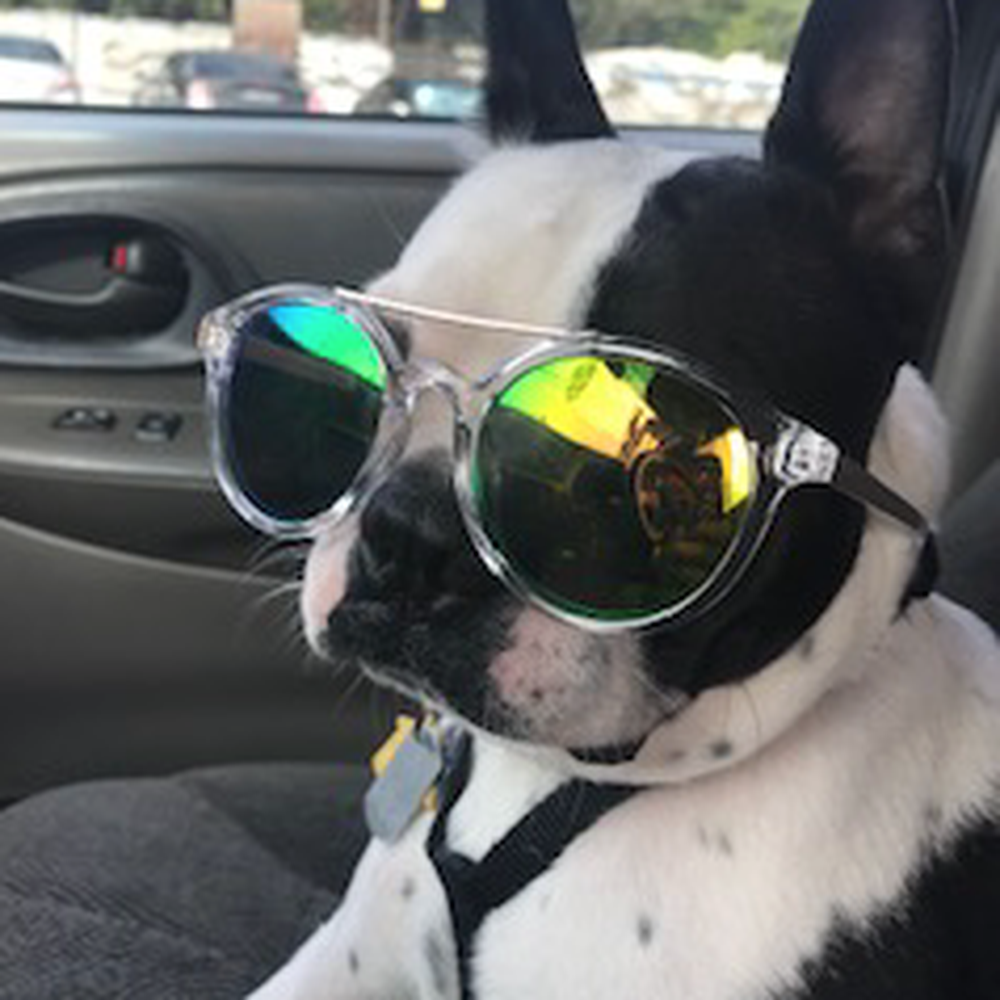 PetSmart - Raider Loves Trinity PetSmart! - Pet Stores Near Me - Stockton, California
