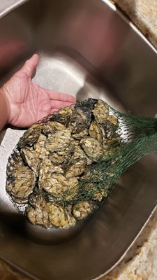 Diana's Oyster Bar & Grill Markham by null