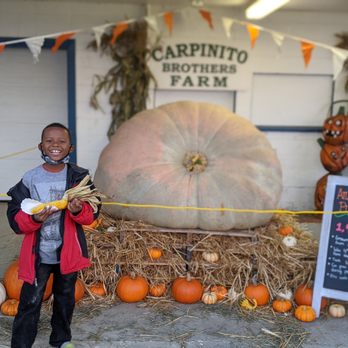 Carpinito Brothers - The biggest pumpkin contest, a farmer actually grew this - Nurseries & Gardening Near Me - Kent, Washington
