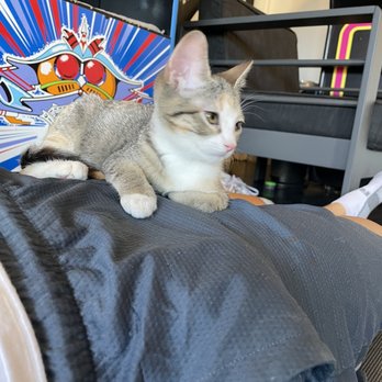 The Catcade - Animal Shelters Near Me - Chicago, Illinois