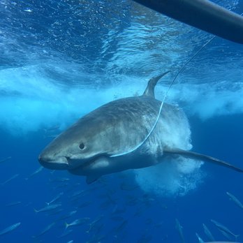 Horizon Charters - Great white shark - Diving Near Me - San Diego, California