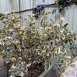 CENT’ANNI - Updated April 2025 - 514 Photos & 586 Reviews - 742 ...