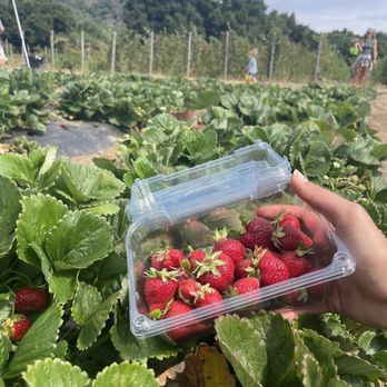 Berry Island Farms - Strawberry field - Pick Your Own Farms Near Me - Gilroy, California Berry Island Farms - Strawberry field - Pick Your Own Farms Near Me - Gilroy, California