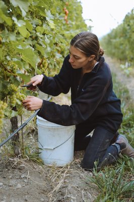 Cowhorn Vineyard & Garden by null