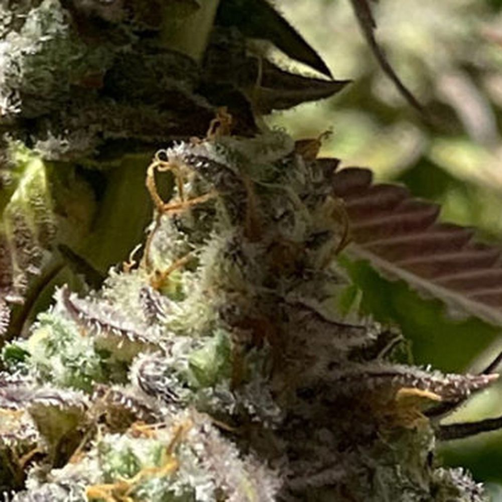 Alternative Compassion Services - Alternative Compassion Services - Cannabis Dispensaries Near Me - Bridgewater, Massachusetts Alternative Compassion Services - Alternative Compassion Services - Cannabis Dispensaries Near Me - Bridgewater, Massachusetts