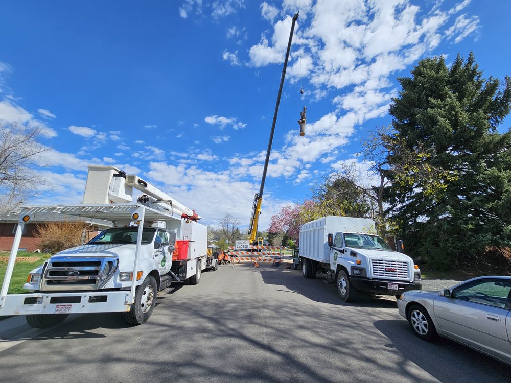 Neighborhood Arbor Care - tree service in Arvada, CO
