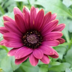 Sunset Greenhouse - Osteospermum