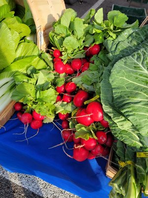 Alachua County Farmers' Market by null