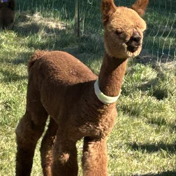 Crescent Moon Ranch - Boss level alpaca - Ranches Near Me - Terrebonne, Oregon
