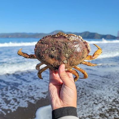 Baker Beach by null