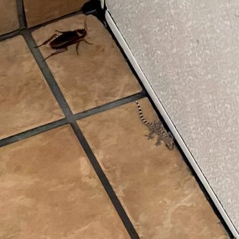 Arby's - Yep. You're seeing correctly. A large cockroach and a lizard. And they were both alive. - Fast Food Near Me - Birmingham, Alabama