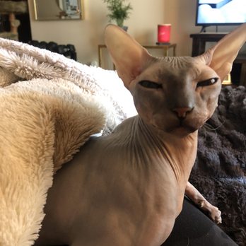 Pet Club - Full belly, happy sphynx. Thank u pet club!! - Pet Stores Near Me - Astoria, New York Pet Club - Full belly, happy sphynx. Thank u pet club!! - Pet Stores Near Me - Astoria, New York