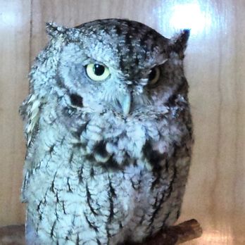 Gorman Nature Center - Live owl inside the nature center at Gorman's Park - Parks Near Me - Mansfield, Ohio Gorman Nature Center - Live owl inside the nature center at Gorman's Park - Parks Near Me - Mansfield, Ohio