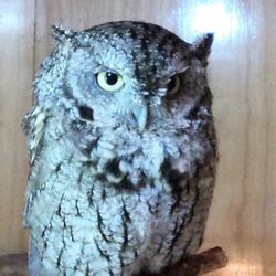 Gorman Nature Center - Live owl inside the nature center at Gorman's Park