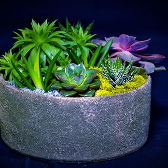 Evergreen Nurseries & Florist - Full line of Succulents! - Landscaping Near Me - Katonah, New York Evergreen Nurseries & Florist - Full line of Succulents! - Landscaping Near Me - Katonah, New York
