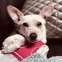 Photo of Family Dog Rescue