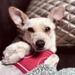 Family Dog Rescue - Tiny dogs
