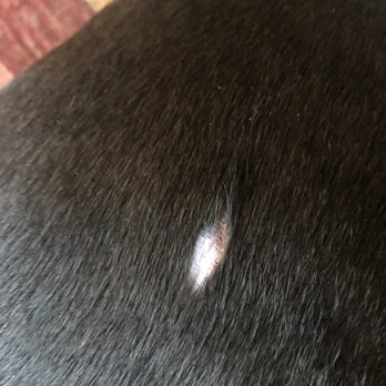 appalachian k9 training center